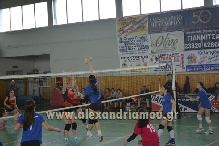 volley _1ogel-kassandra109